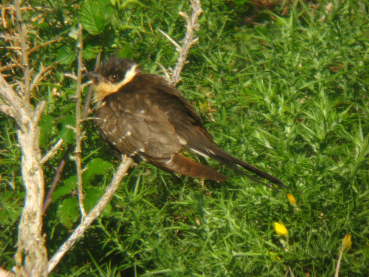 Great Spotted Cuckoo - Germán Torres Fernández