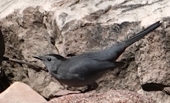 Gray Catbird - Peter Williams