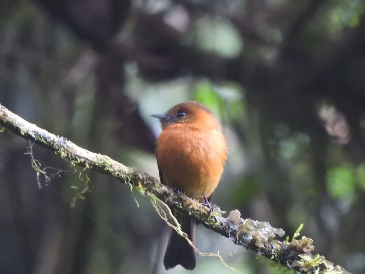 Cinnamon Flycatcher - Wilson Ortega