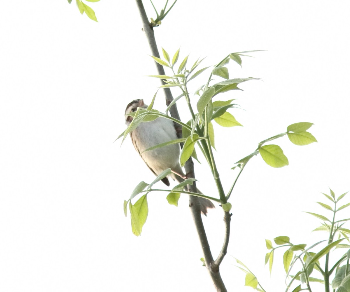 Clay-colored Sparrow - Blake Mann