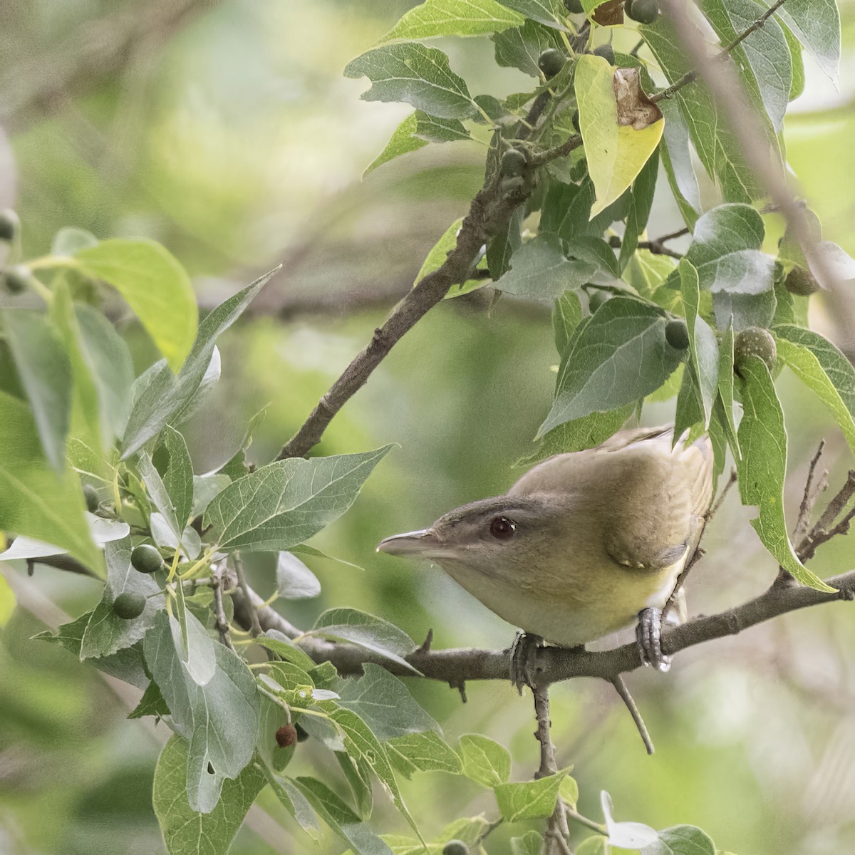 Yellow-green Vireo - ML619349726