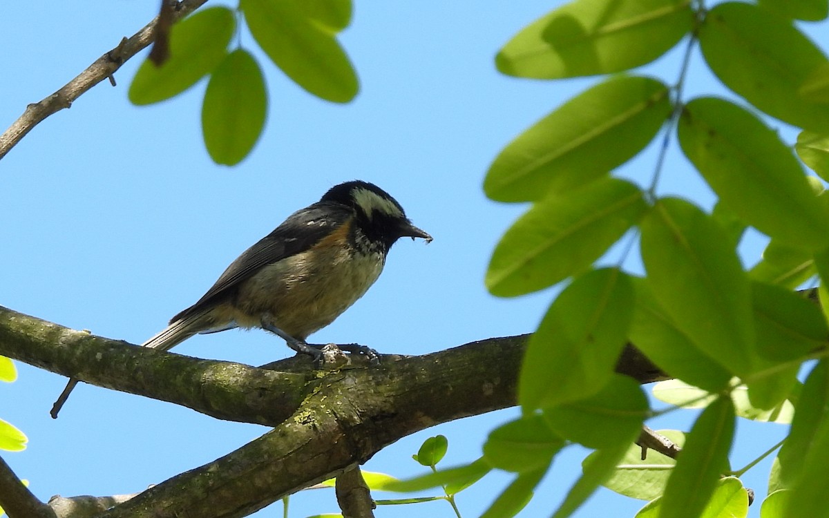 Coal Tit - ML619349731