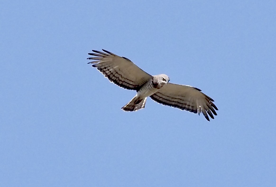 Short-toed Snake-Eagle - Tony Conway