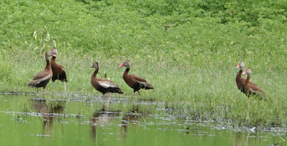 Black-bellied Whistling-Duck - Eric Hough