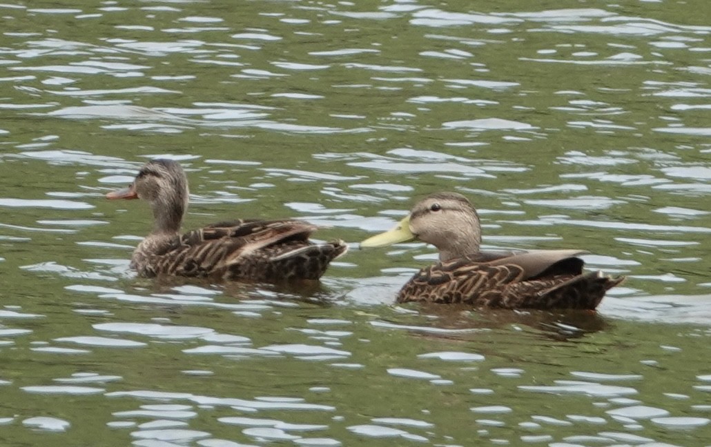 Mexican Duck - Eric Hough