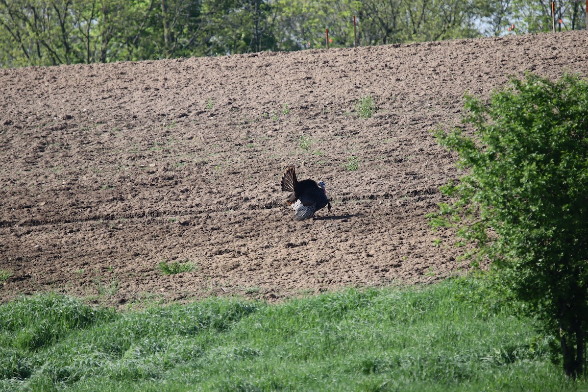 Wild Turkey - Jeff Schroeder