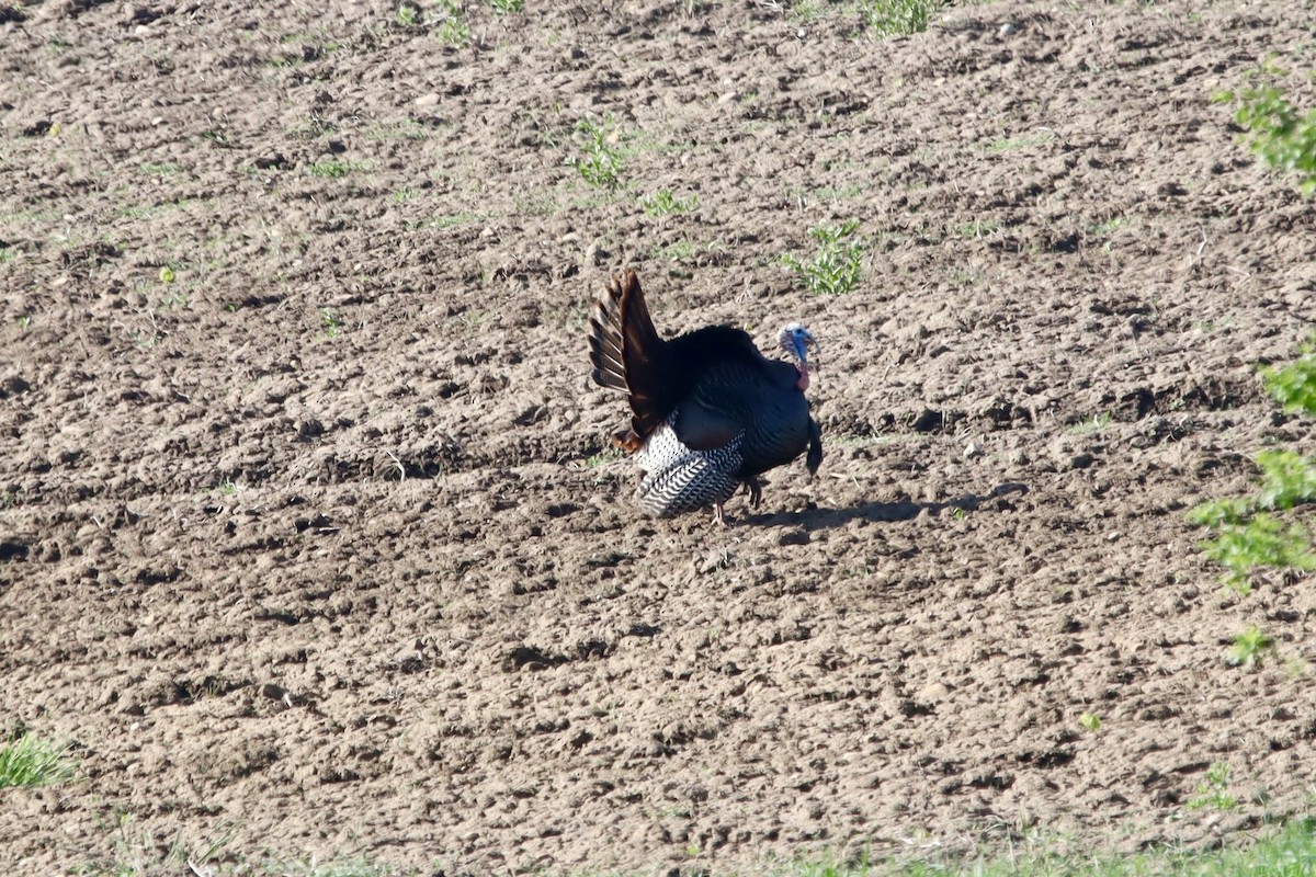 Wild Turkey - Jeff Schroeder