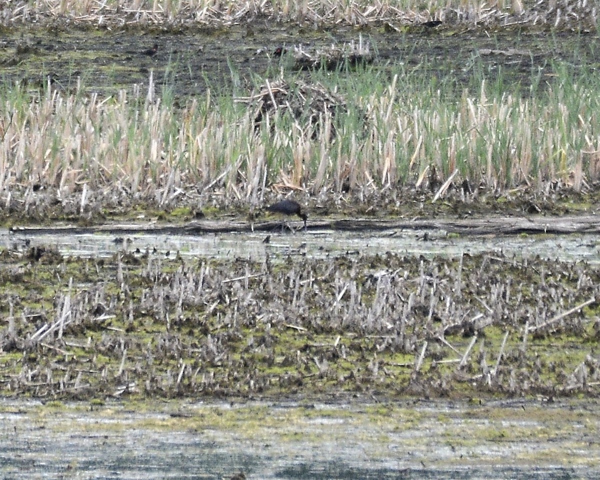 Glossy Ibis - ML619349784