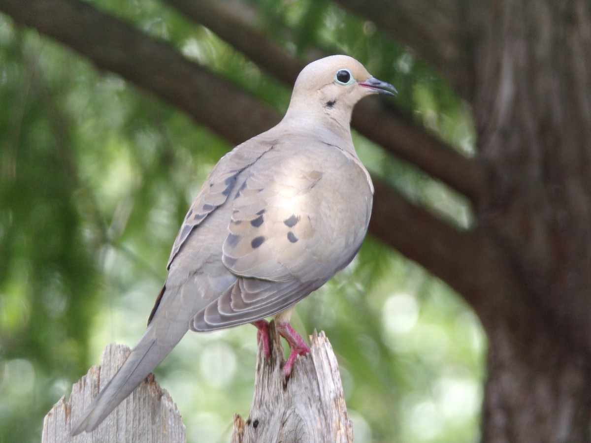 Mourning Dove - Texas Bird Family