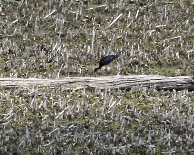 Glossy Ibis - ML619349814