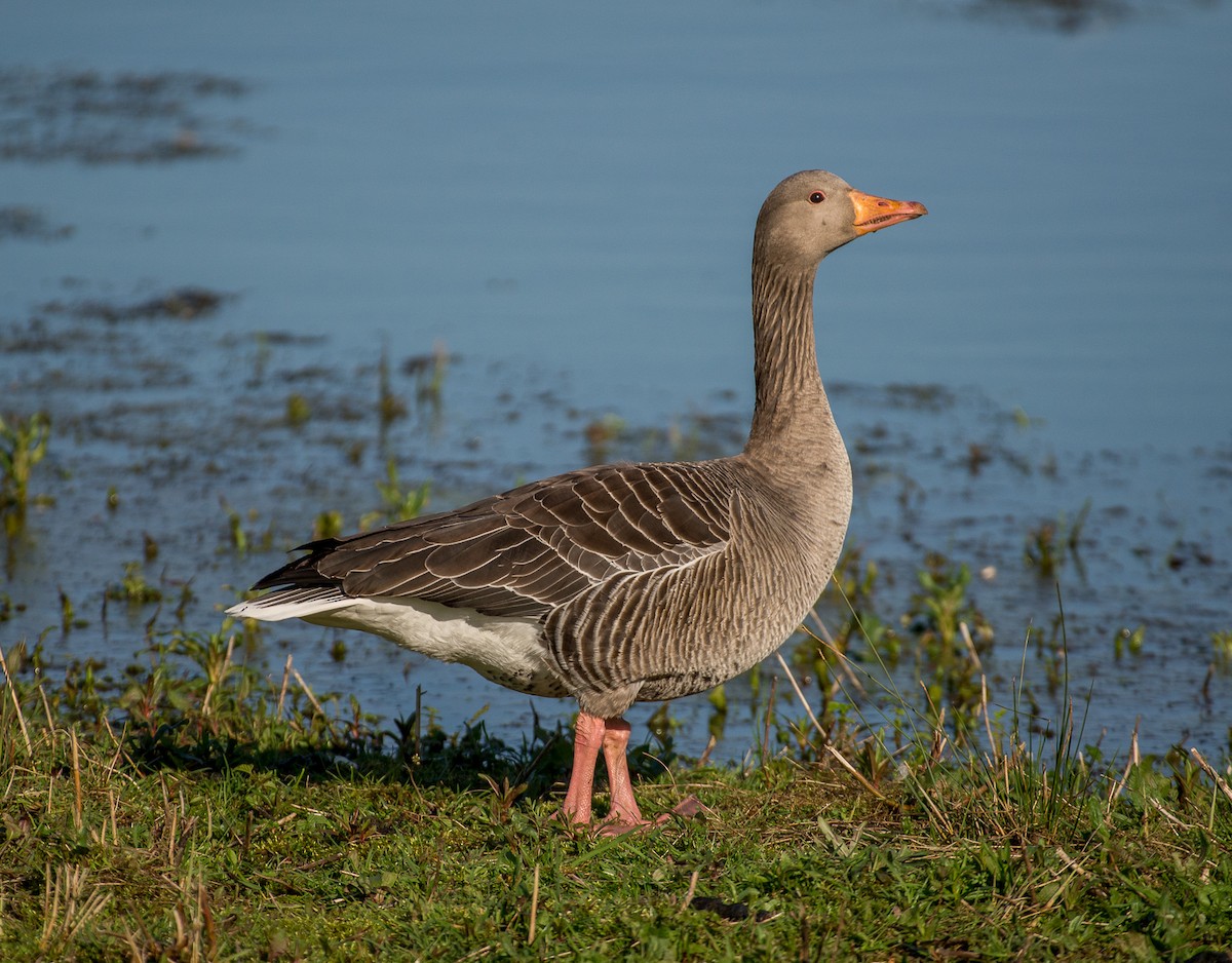 Graylag Goose - Theo de Clermont