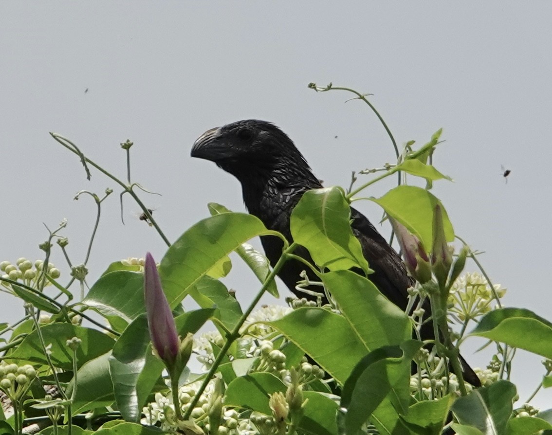 Groove-billed Ani - Eric Hough