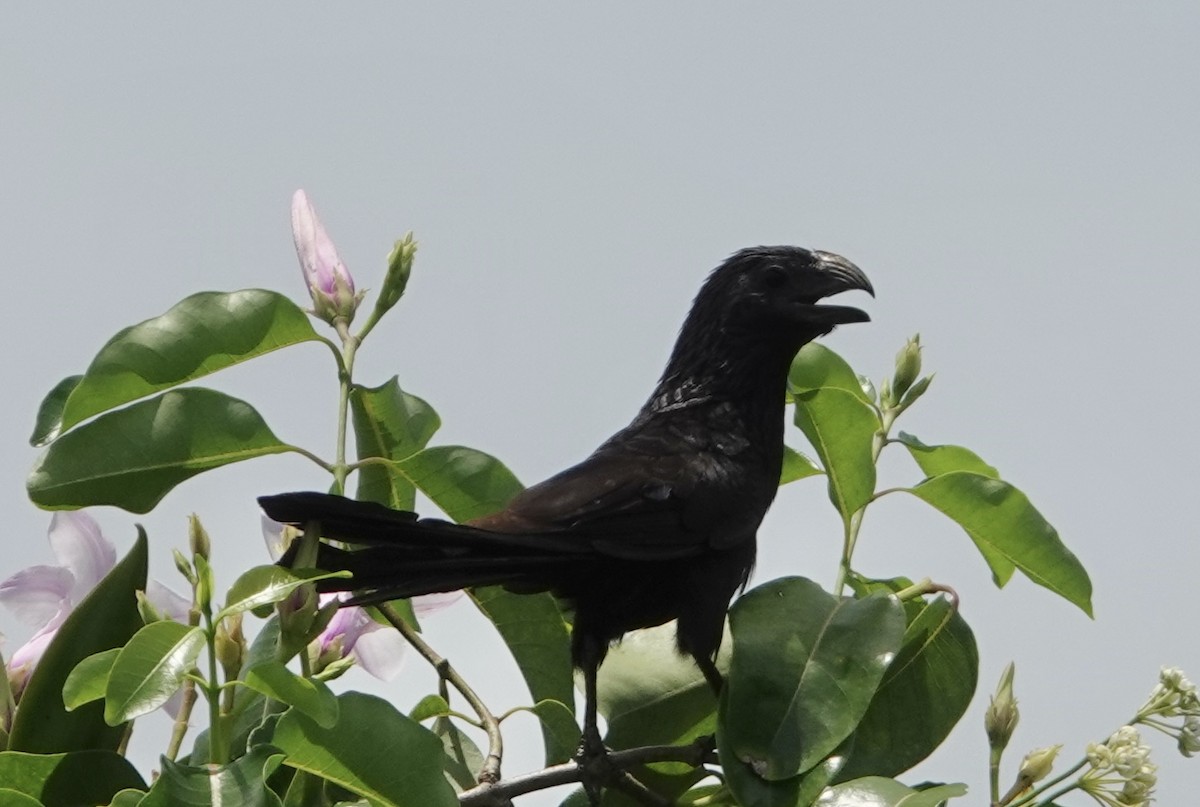 Groove-billed Ani - Eric Hough