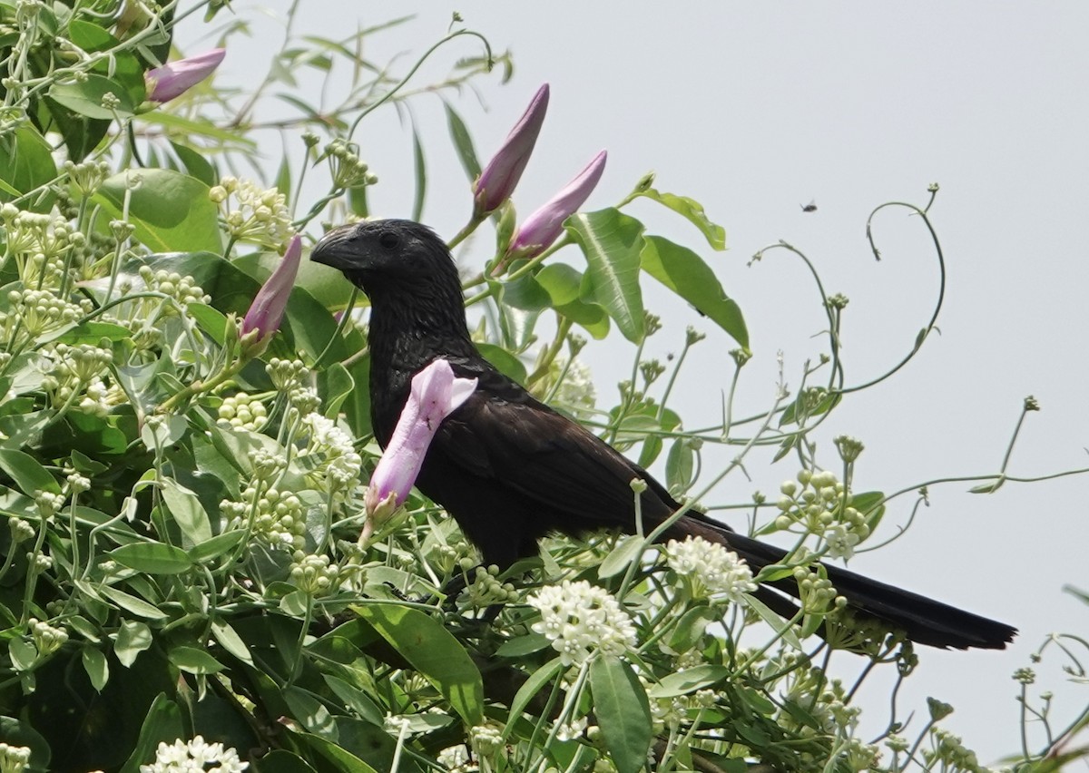 Groove-billed Ani - Eric Hough