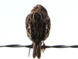 Grasshopper Sparrow - Kirk Elwell
