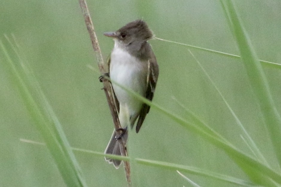 Willow Flycatcher - Dan Rottino