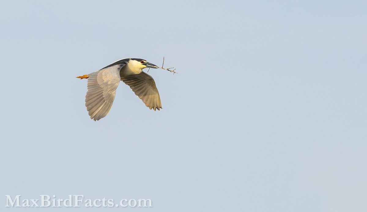 Black-crowned Night Heron (American) - Maxfield Weakley