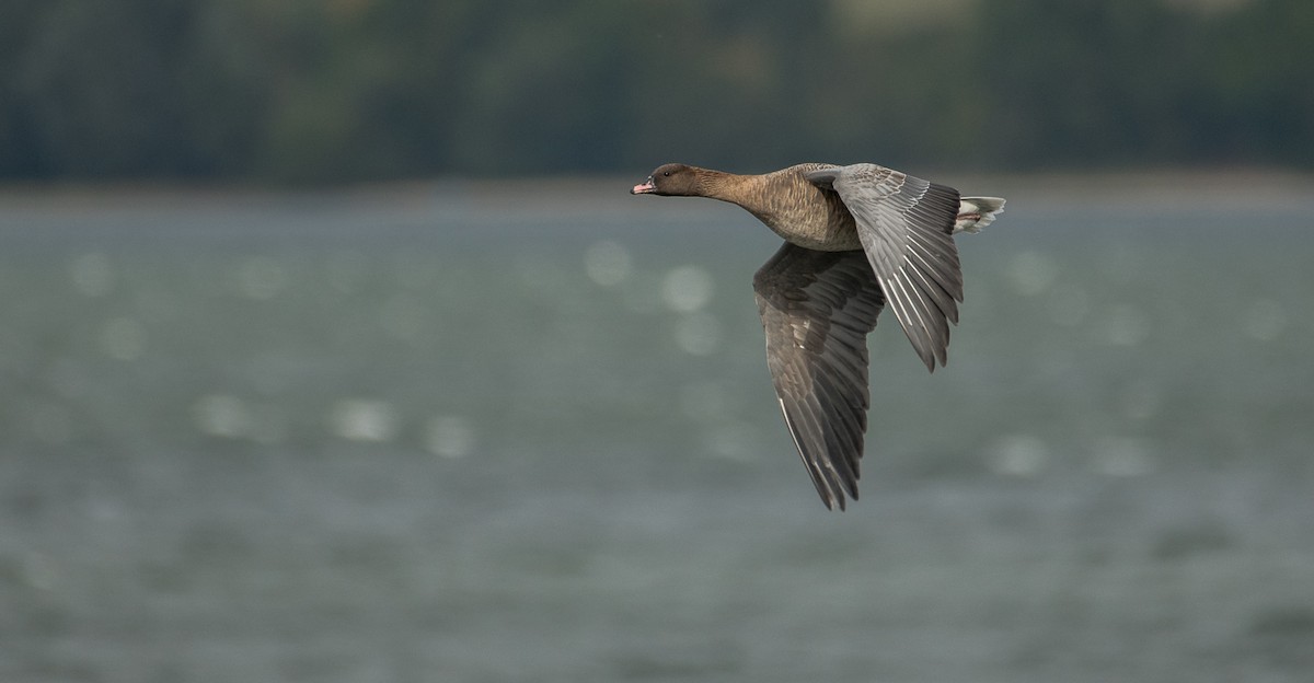 Pink-footed Goose - Theo de Clermont