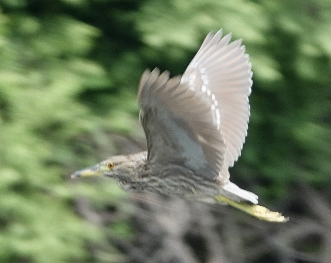 Black-crowned Night Heron - Eric Hough
