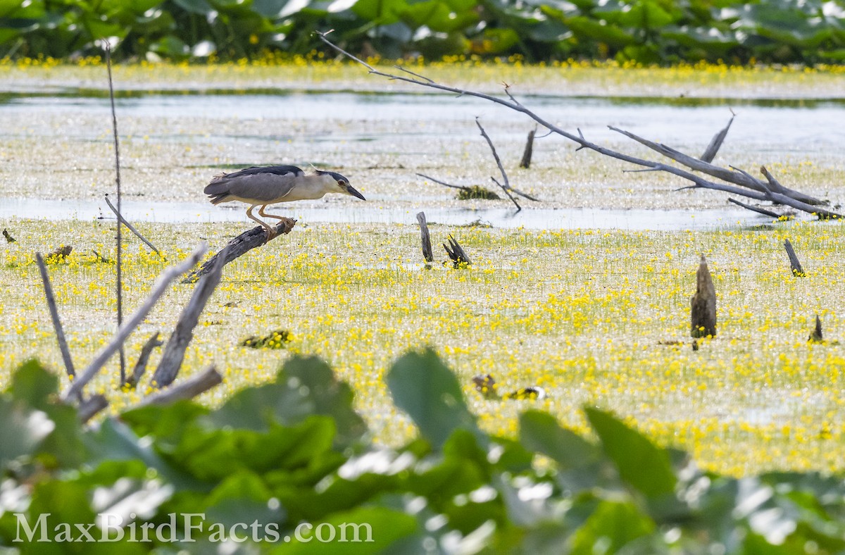 Black-crowned Night Heron (American) - Maxfield Weakley