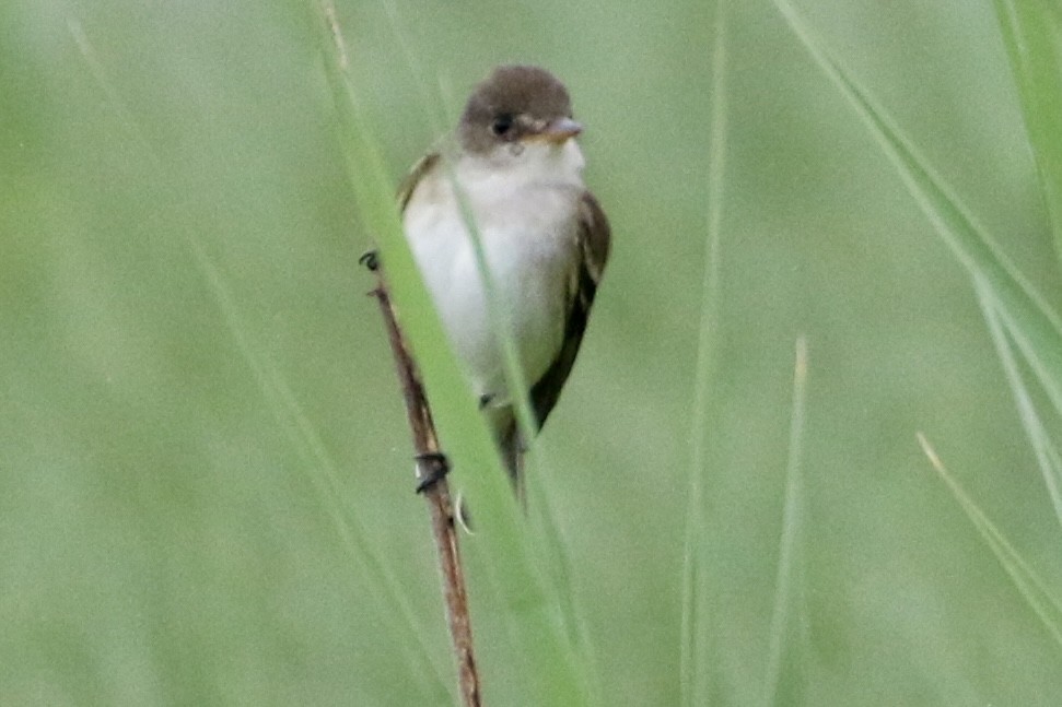 Willow Flycatcher - Dan Rottino