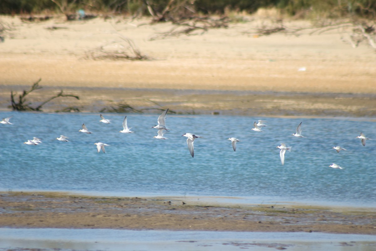 Little Tern - Gerard Rigola