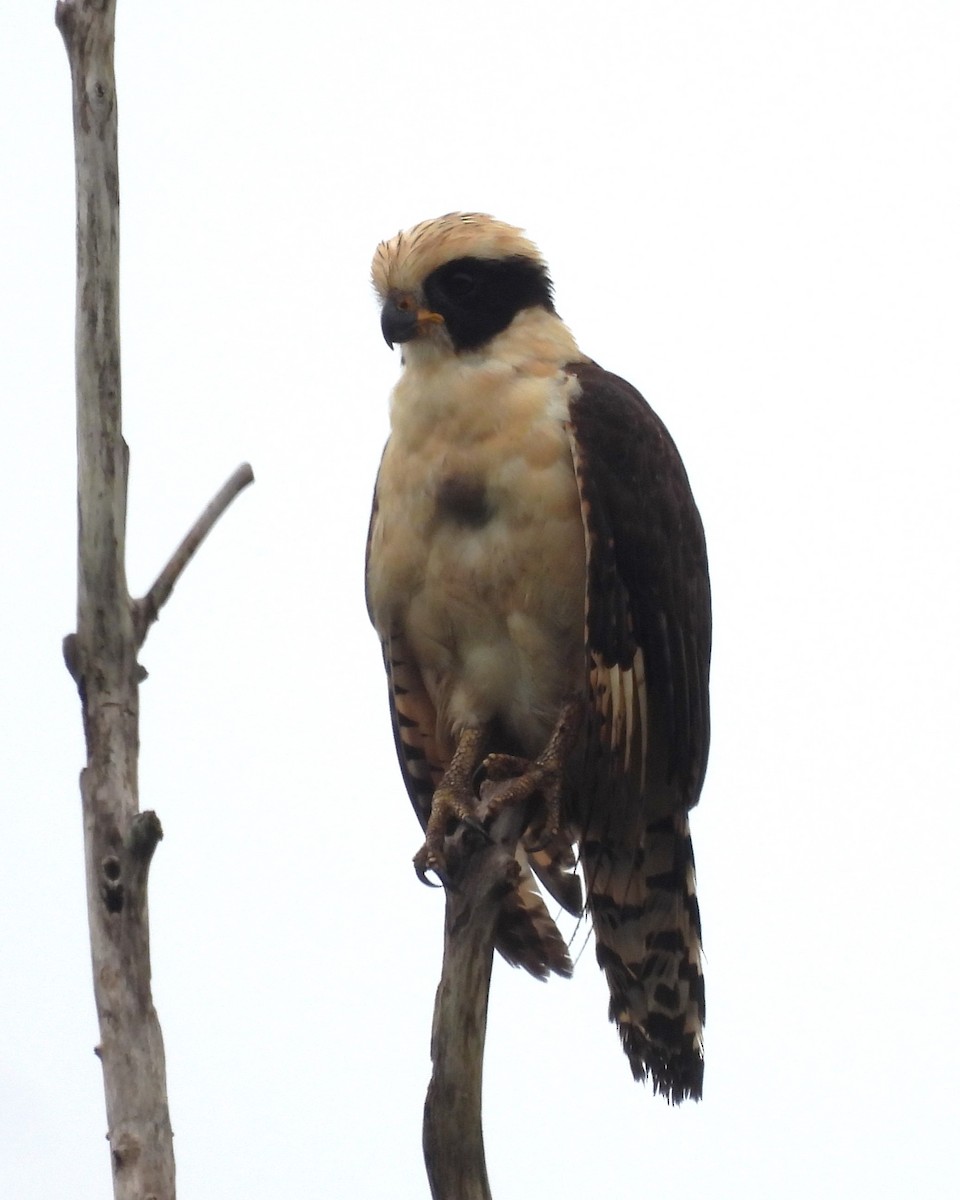 Laughing Falcon - Karen Evans