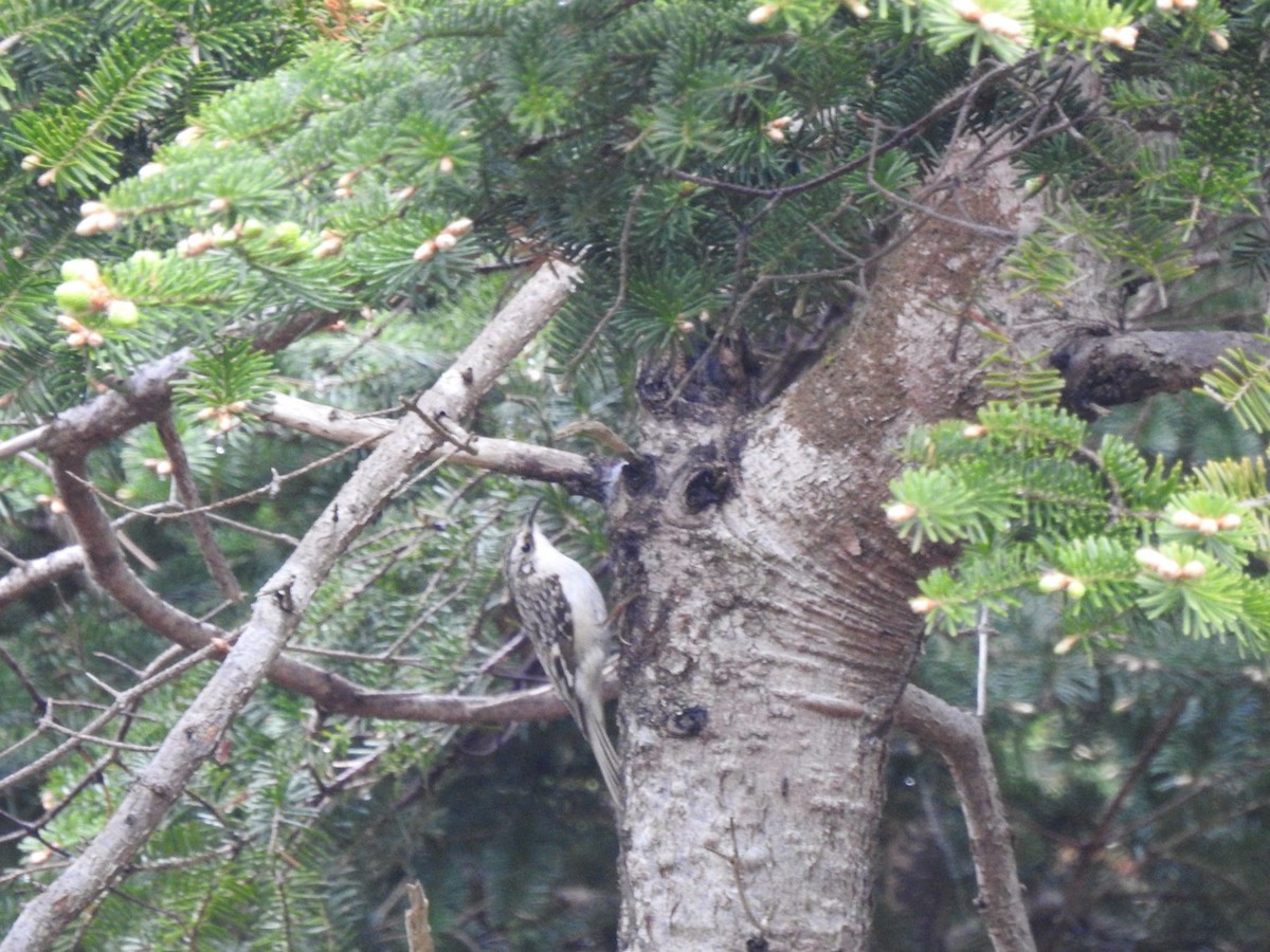 Brown Creeper - Marc LeBlanc