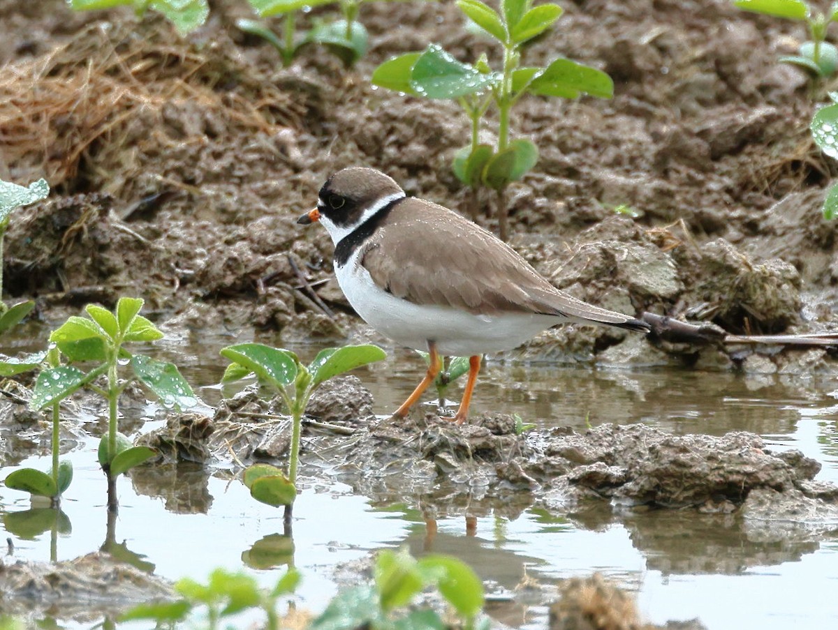 Semipalmated Plover - Nik Teichmann