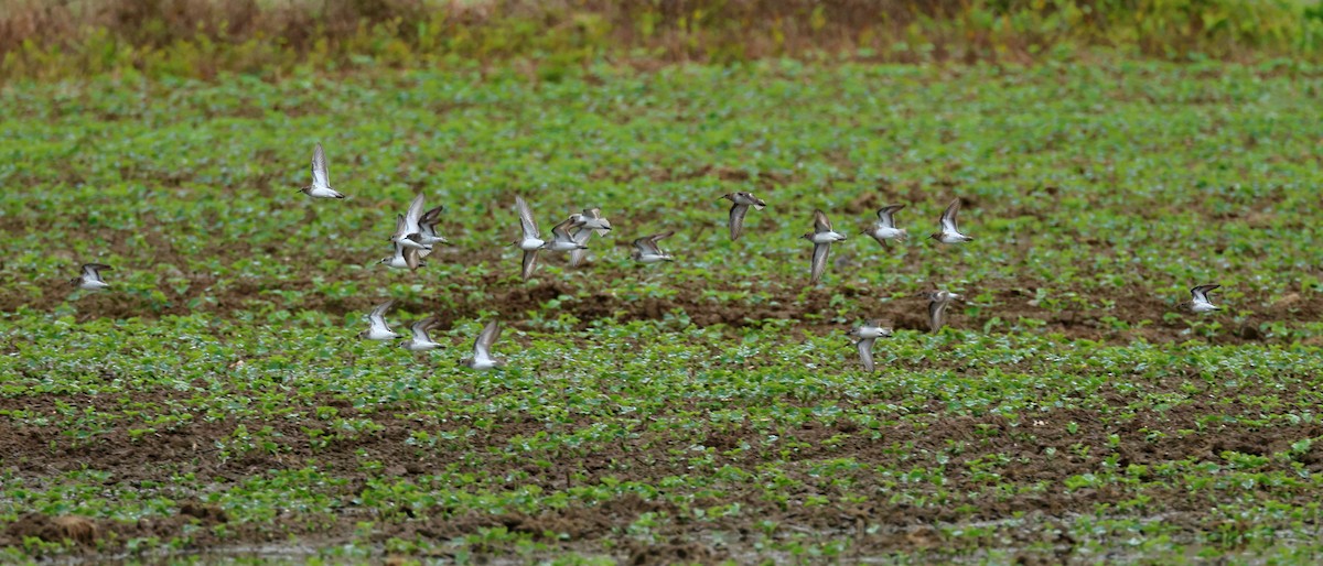 Semipalmated Sandpiper - Nik Teichmann