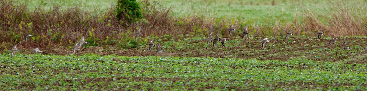 Semipalmated Sandpiper - Nik Teichmann