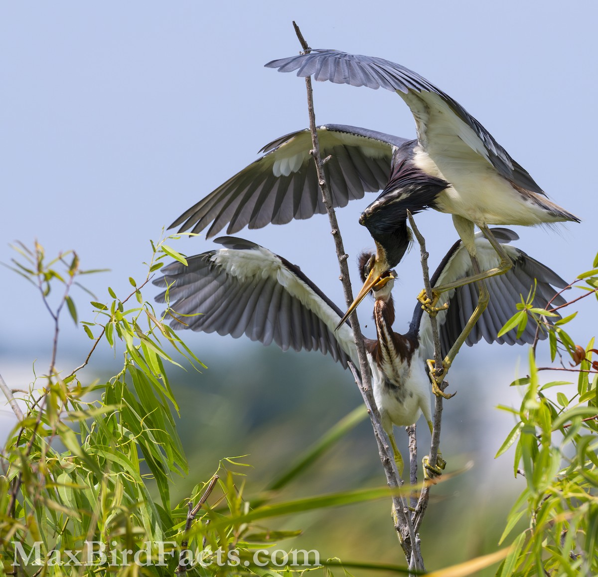 Tricolored Heron - Maxfield Weakley