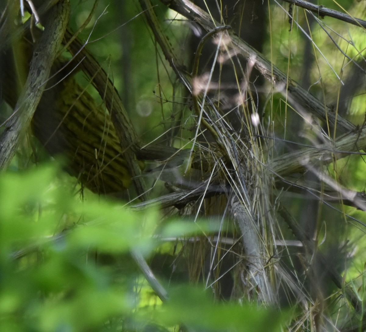 Philadelphia Vireo - Charity Kheshgi