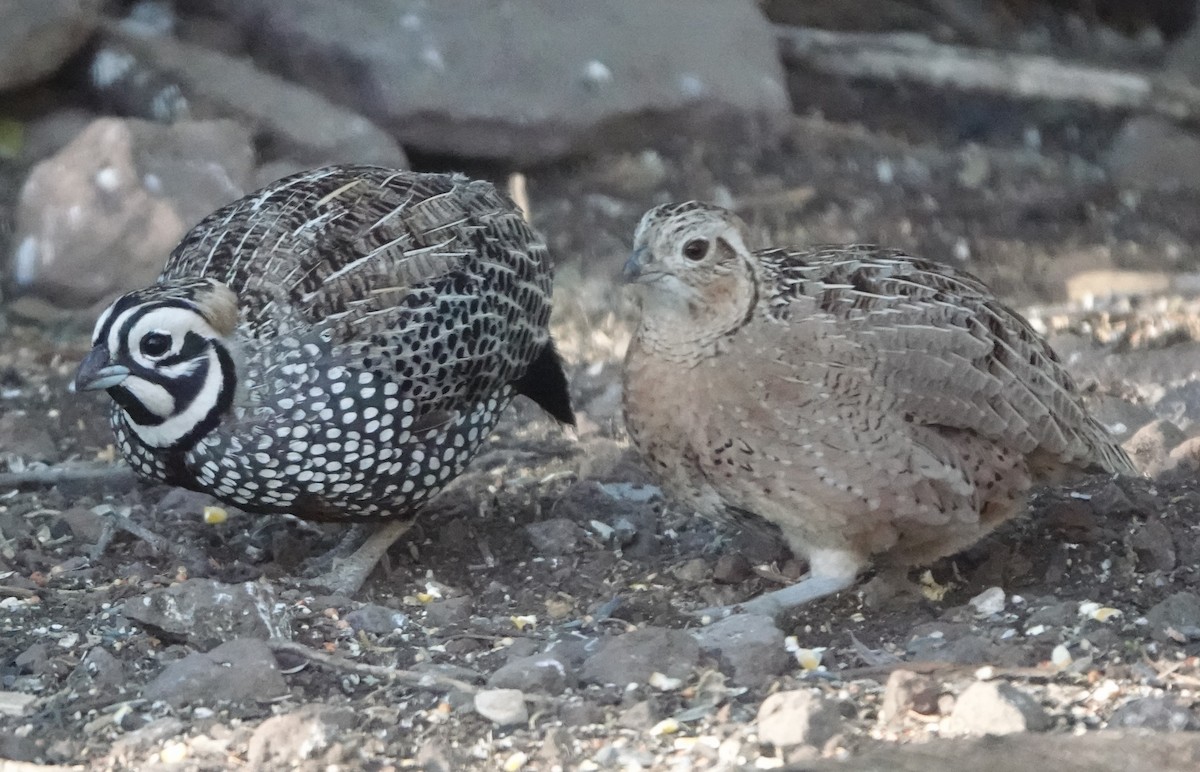 Montezuma Quail - Bert Wessling