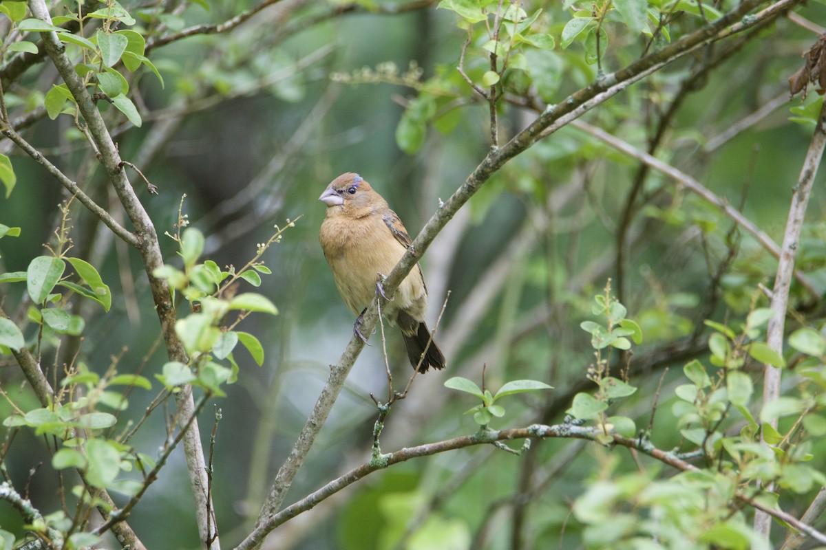 Blue Grosbeak - ML619350016