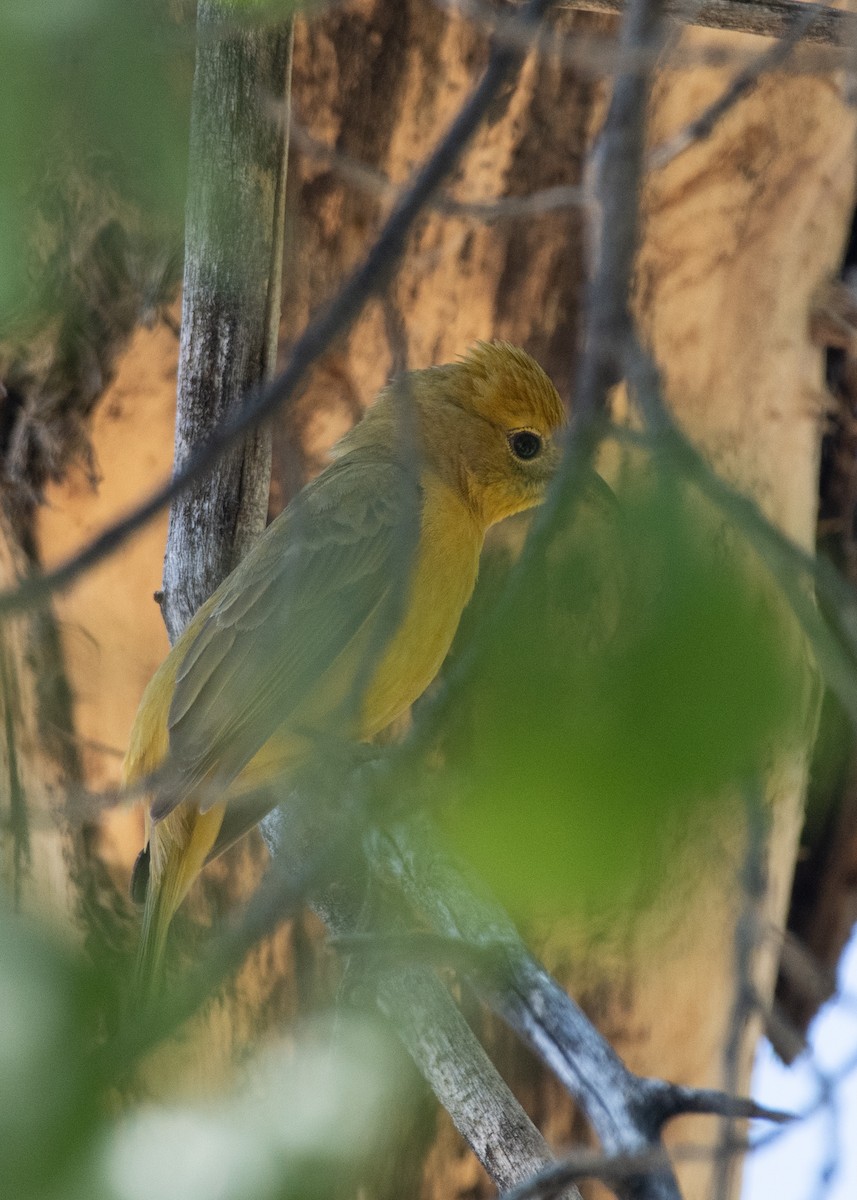 Summer Tanager - Bente Torvund