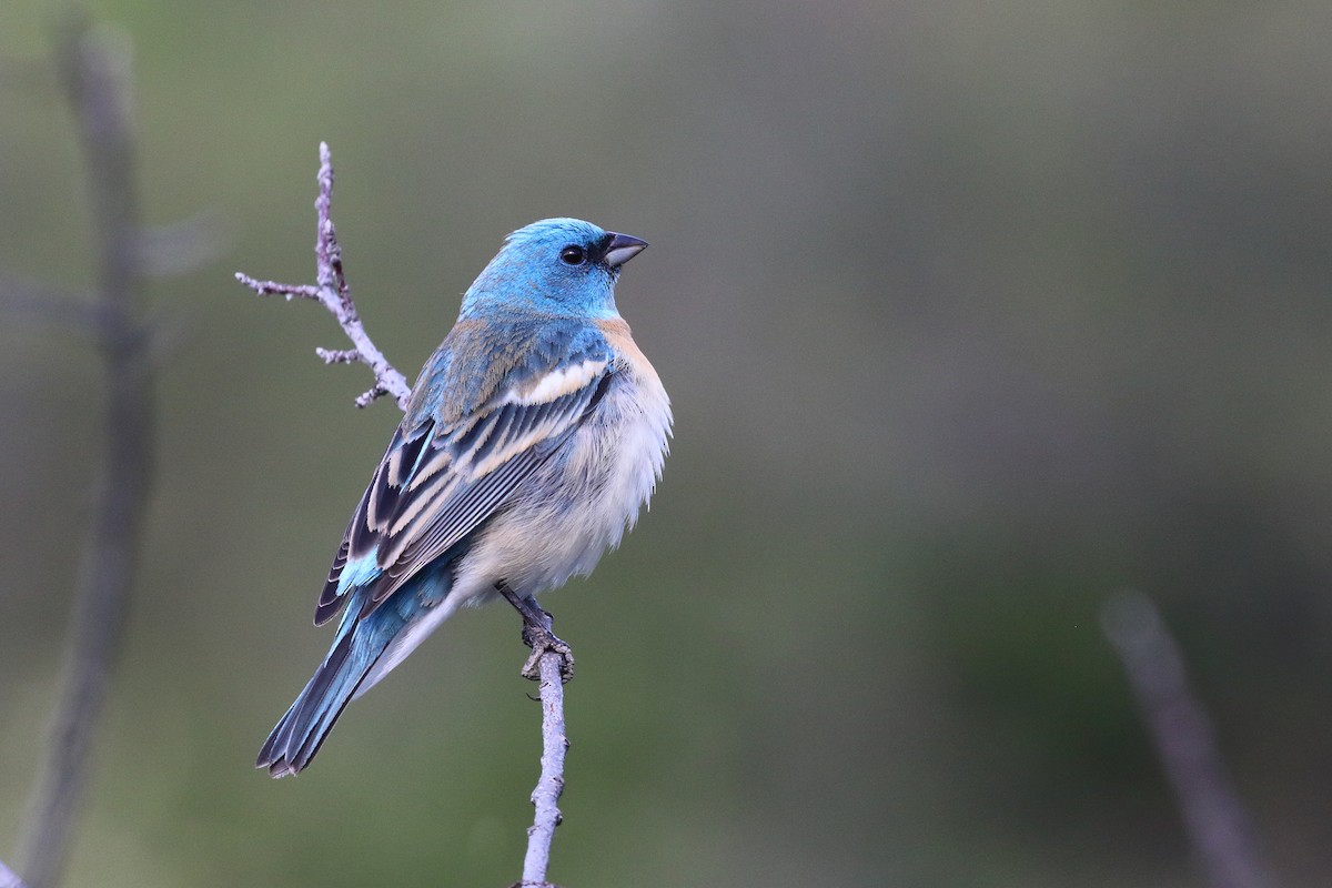 Lazuli Bunting - Dan Schiebelbein