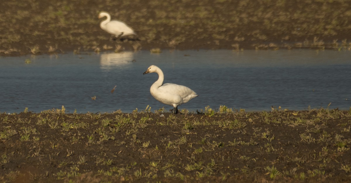 Tundra Swan - ML619350052