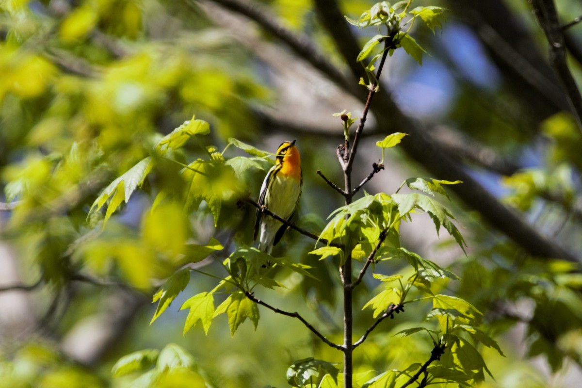 Blackburnian Warbler - Nancy Posey