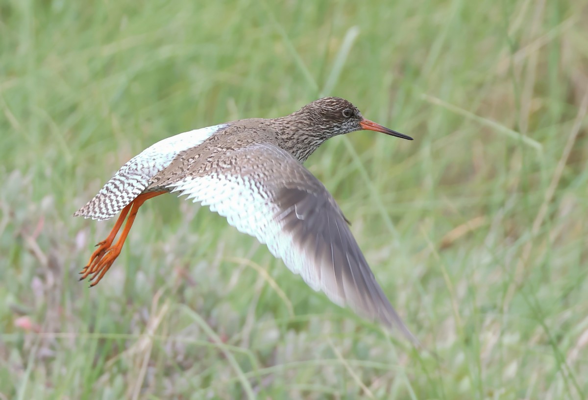 Common Redshank - Dave Curtis