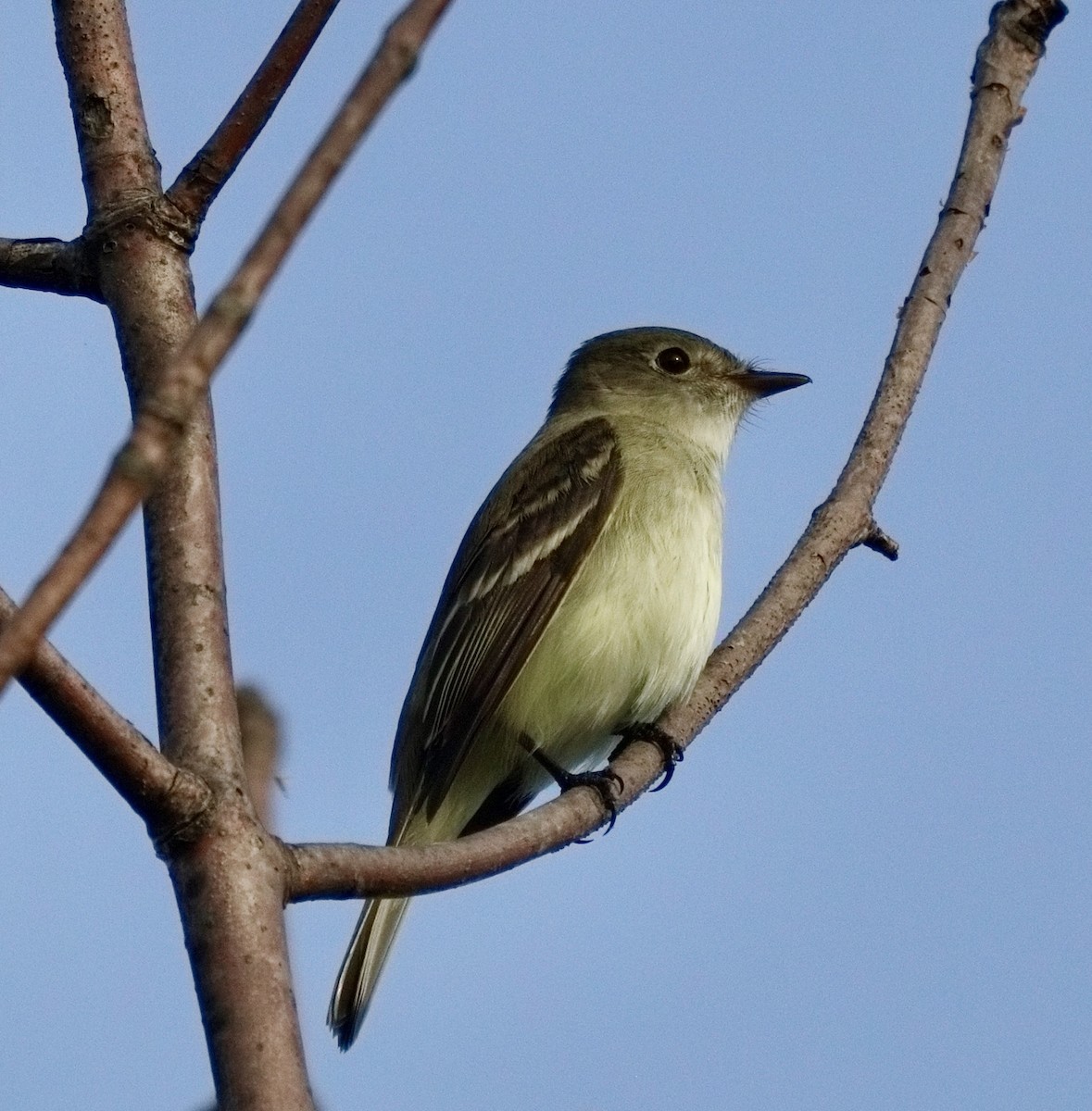 Alder Flycatcher - Steve MacIntyre