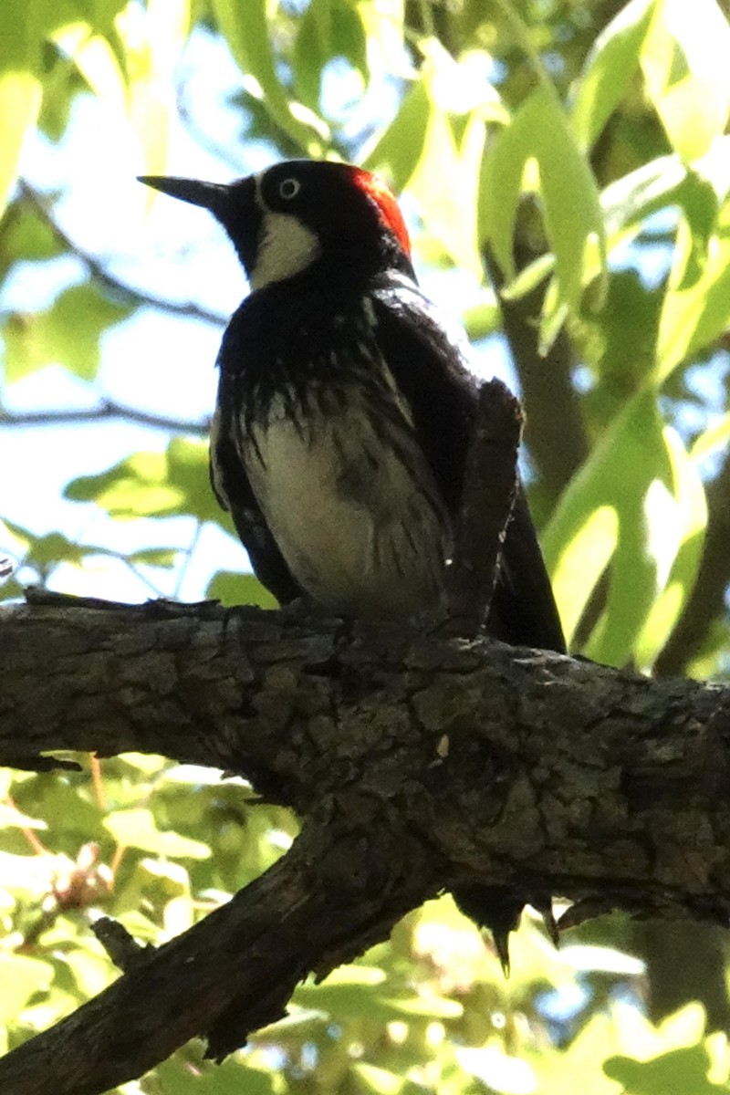 Acorn Woodpecker - Gilbert Bouchard