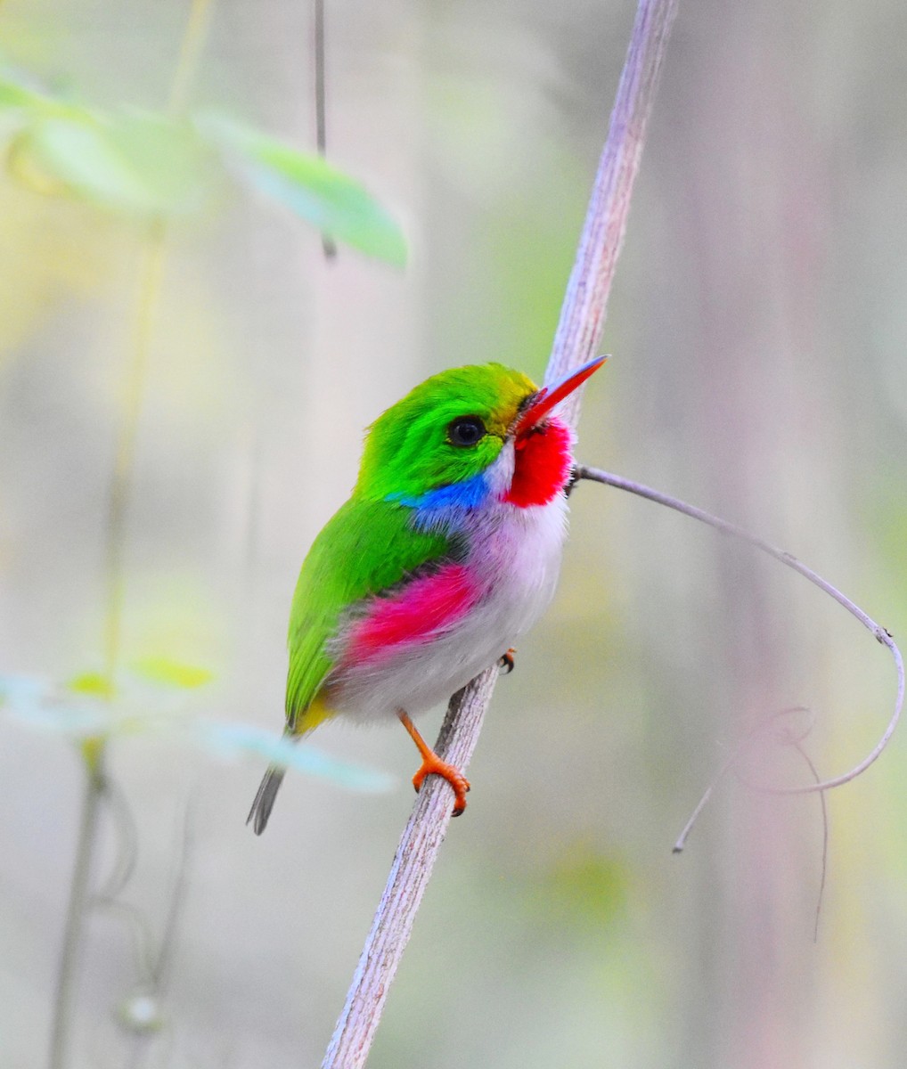 Cuban Tody - ML619350102