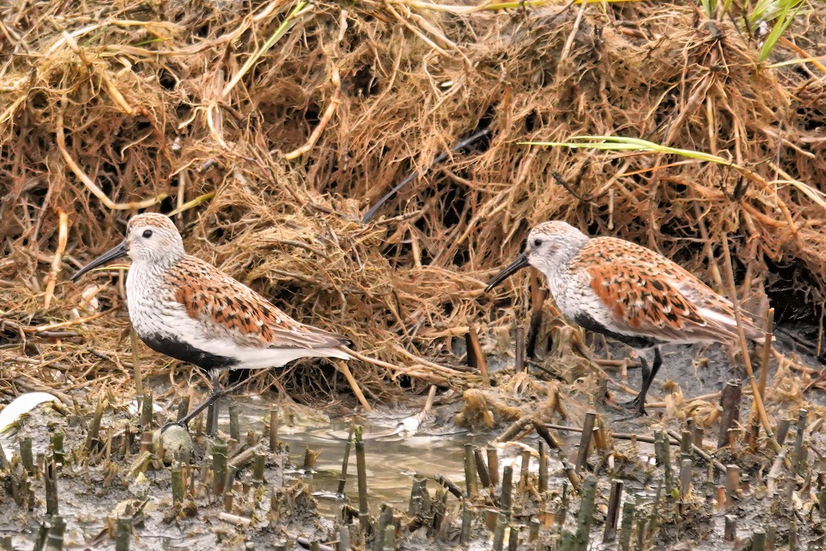 Dunlin - Alan Mitchnick