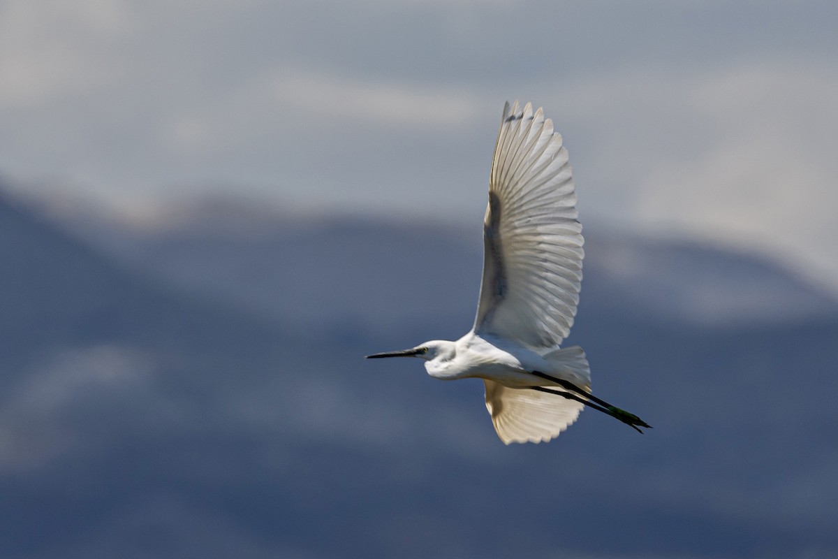 Little Egret - Antonio M Abella