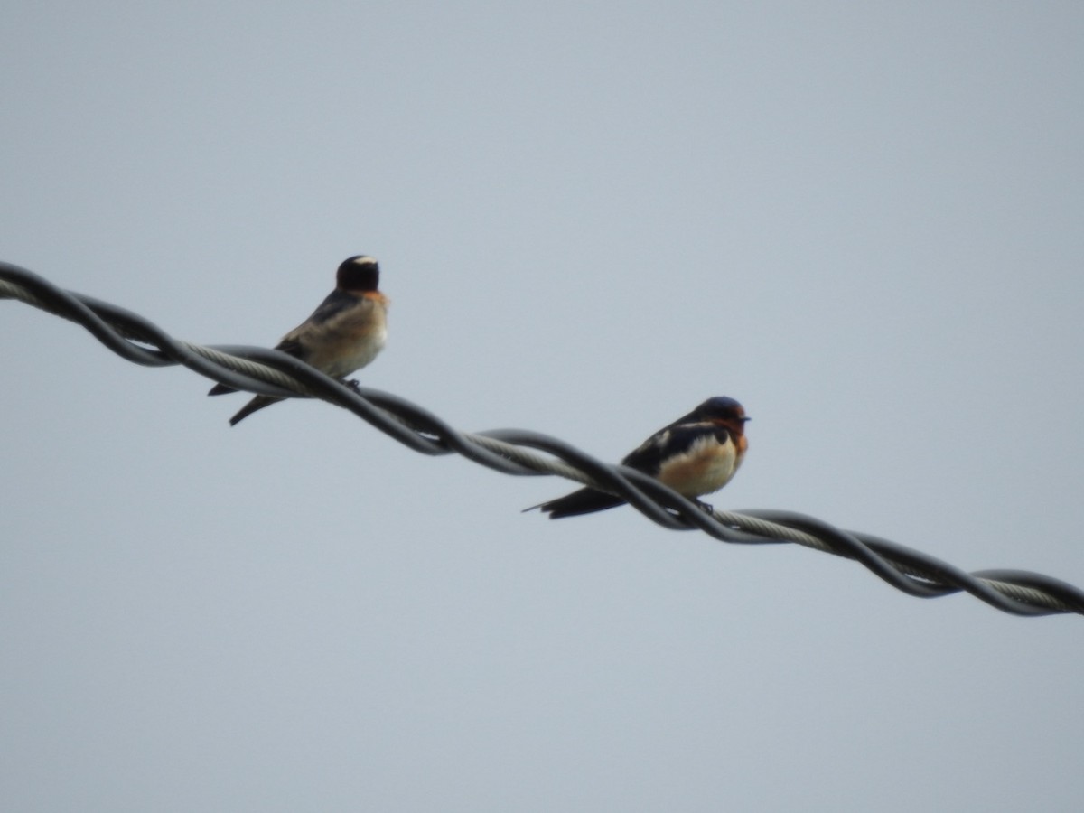 Cliff Swallow - Marc LeBlanc