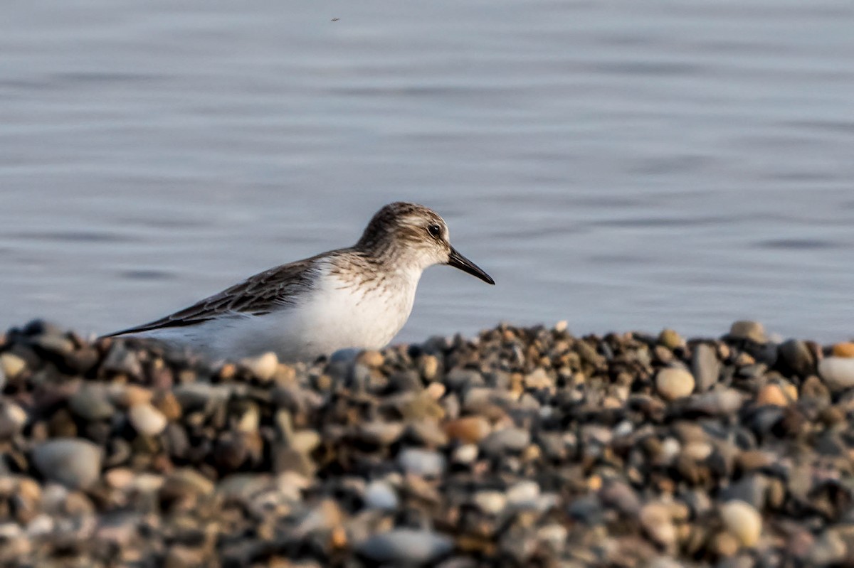 Semipalmated Sandpiper - Gustino Lanese