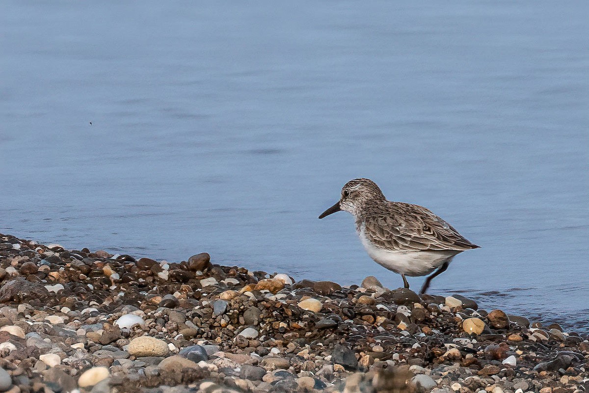 Semipalmated Sandpiper - Gustino Lanese