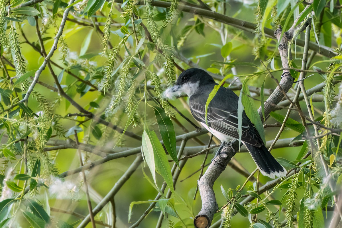 Eastern Kingbird - Gustino Lanese