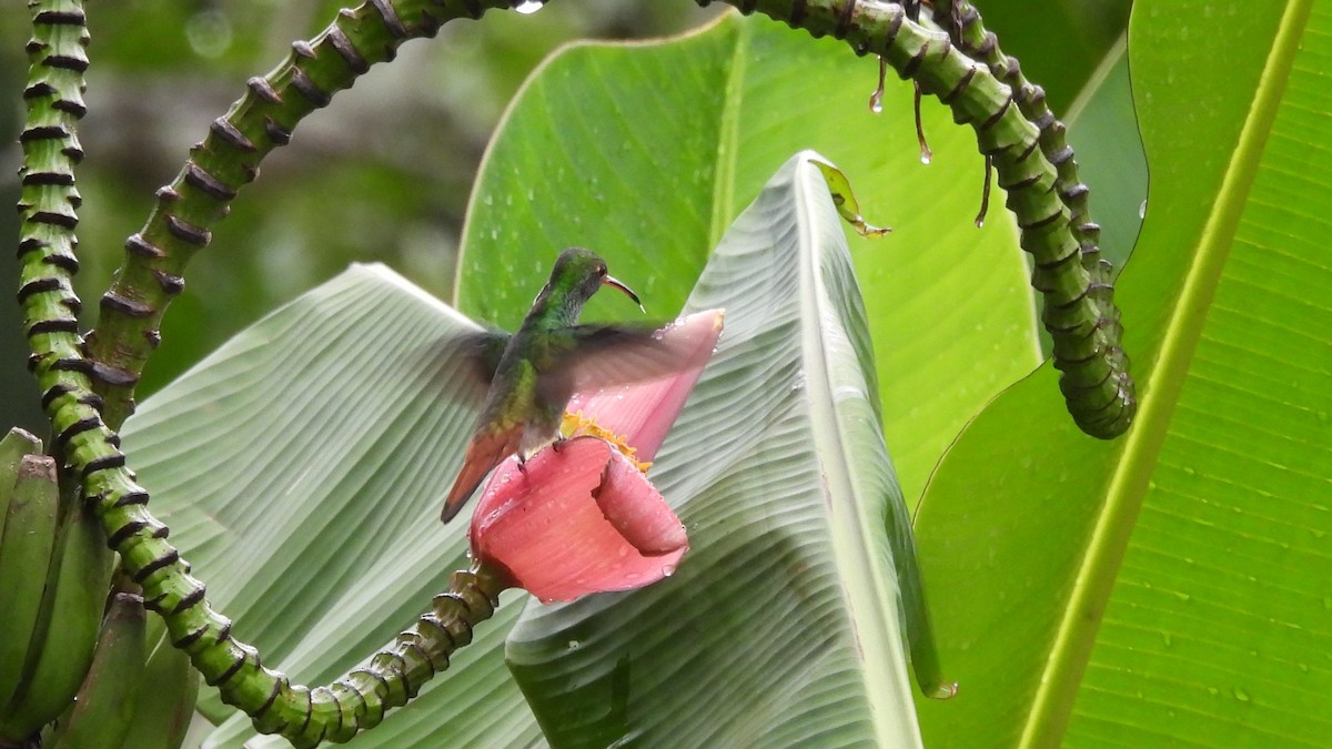 Rufous-tailed Hummingbird - ML619350183
